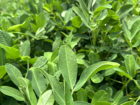 千葉県産 ジャンボ落花生！おおまさり 1キロ