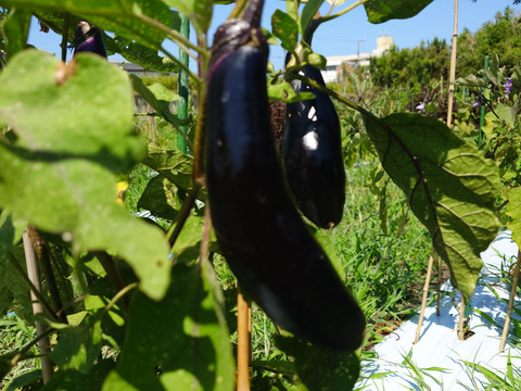 秋の自然栽培野菜LLセット7種類〜《12月、自然栽培野菜5.5kg前後80サイズ》朝採りで超新鮮［季節の固定種在来種専門農家だからできる］淡路島から初収穫固定種人参いり