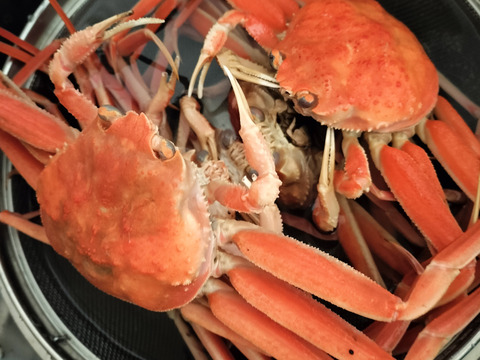 【12月末までの幻のカニ！】セコガニ甲羅盛り　4杯入り