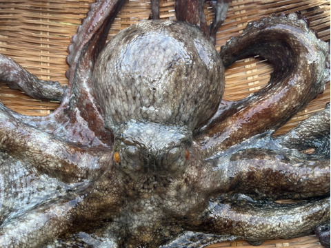 🌊 歴史と伝統が育む逸品！風間浦産「石だこ」（マダコ）　足4本×2パック