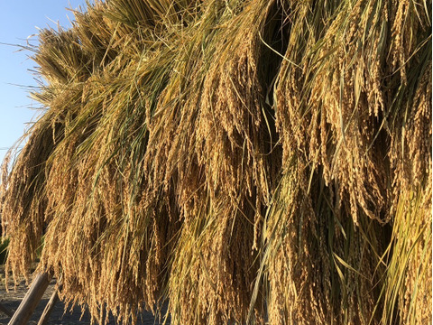 【令和7年新米】自然栽培ササシグレ玄米（静岡県産・3kg／ご家庭用）