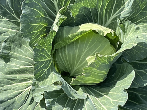 旬の野菜！！入ってます(*^^*)野菜セット（3～4種類）
