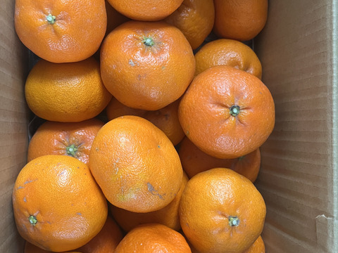 ラスト　甘平　 家庭用Ｂ品　4キロ