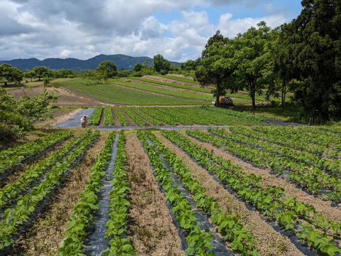 品種お任せ新鮮枝豆250g×4