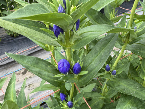 リンドウ　３品種　15本　クール便