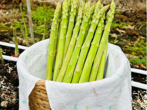 【極太アスパラ】さぬきのめざめ30cm！甘くて柔らか香川県産たっぷり1kg