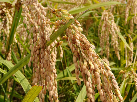 【令和7年産売切れ】【７分づき＊２０ｋｇ（１０ｋｇ×②）】米・穀類🥇１位受賞✨食べチョクAW2023　【特別栽培コシヒカリ　低農薬（80％以上削減）】動物性堆肥不使用・天然資材＆有機質肥料のみで栽培