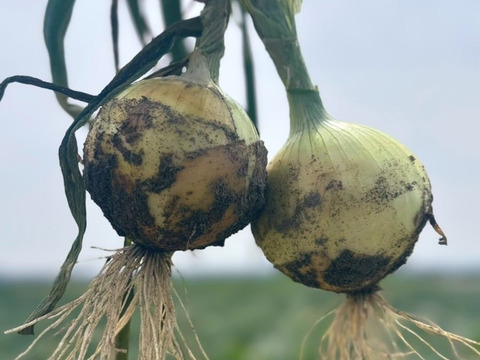 サラダで焼きで！あなた史上『1番美味しい玉ねぎ』になりたい【オニまる】約5キロ入