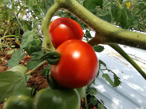 毎食トマト！バクバク食べちゃう栄ちゃんトマト 　❗新商品　夏のミディトマト　3キロ入り