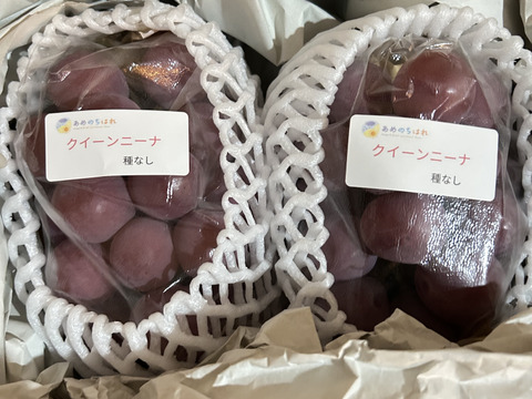 【朝どれ】【採れたて新鮮！！】クイーンニーナ2房