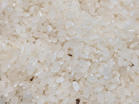 新米　コシヒカリ　約1.5キロ　精米　黒いキズ多め