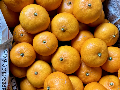 🍊【訳あり】【家庭用】せとか🍊（小玉・2キロ箱込み）