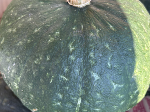 甘いかぼちゃ、ブラックのジョー