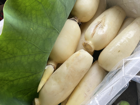 新物！うまかっぺれんこん！2kg