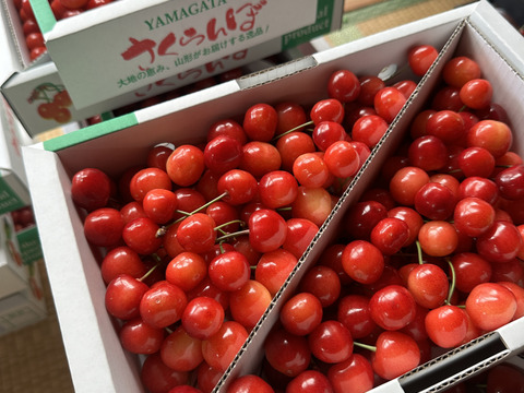 【 本日発送！！一箱限定！】【 紅さやか 】さくらんぼ 山形県天童産  1kg バラ詰 加工•生食用