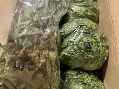 淡路島レタス、６玉