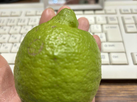 自然栽培グリーンレモン（ビラフランカ）【限定出荷】