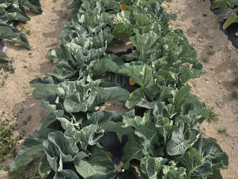 【香川県産】甘くてとっても美味しい!!カリフラワー６株入り