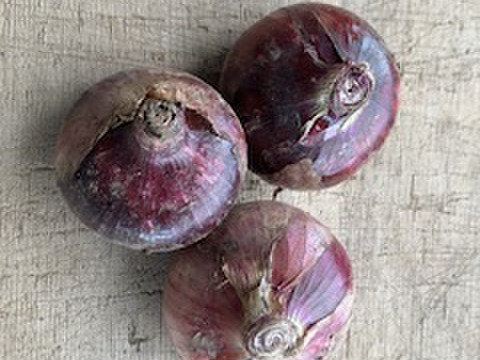 瑞々しい赤玉ねぎ