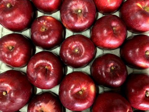 ～🍎陽だまりりんご🍎～お菓子作りに最適です！『太陽の恵みいっぱい紅玉』【規格外】　１６個から２５個入り