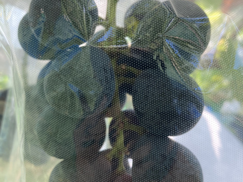 家庭用訳ありナガノパープル　1.2キロ2-4房入　農薬半減栽培　ぶどう