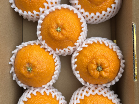 【味に自信あり】■愛媛の不知火■化粧箱　小■除草剤使用なし　万田酵素散布■