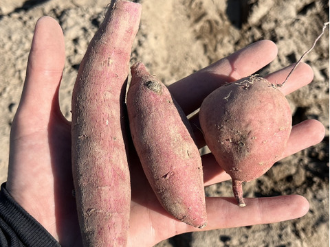 熟成ちびっこ紅はるか極小サイズ5㎏・調理時間短縮・愛犬のおやつにも～