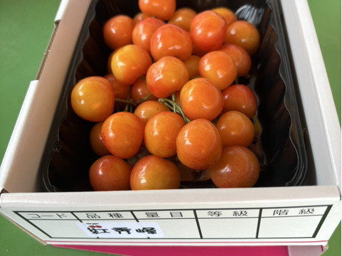 まるせい果樹園のさくらんぼ　おまかせ　色白さくらんぼ　250ｇ×1P　バラ詰め oI1