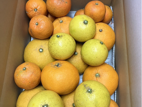 鹿児島県産「4種のみかん柑橘詰め合わせ」【柑橘食べ比べ】箱込み5㎏