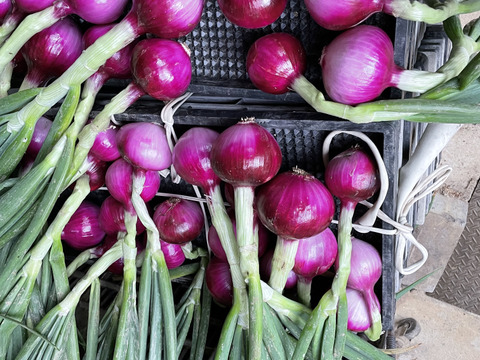 サラダに最高！赤玉ねぎ【農薬不使用  赤玉ねぎ】2kg 兵庫県丹波産 米農家のこだわり有機肥料使用！化学肥料不使用 大きさいろいろ◎発送時間指定可◎薄皮がパラパラ落ちない！