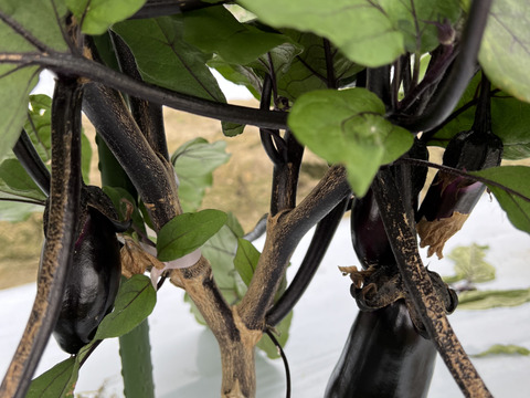 【淡路島より旬をお届け】どーんとなす　水ナス　ピーマン 【朝どれ！新鮮！！】