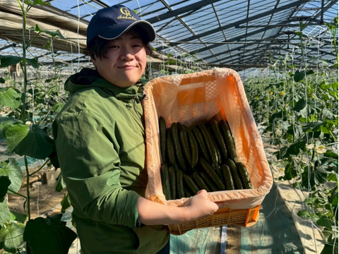 【味や実入りはA級品】きゅうり社長の朝どれ新鮮きゅうり！／中ランク混合／埼玉本庄産／常温配送3㎏（15〜20本）