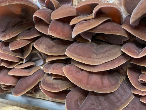 純国産(石川県産)かほく市特産品『灰猫のきくらげ』15gx4p