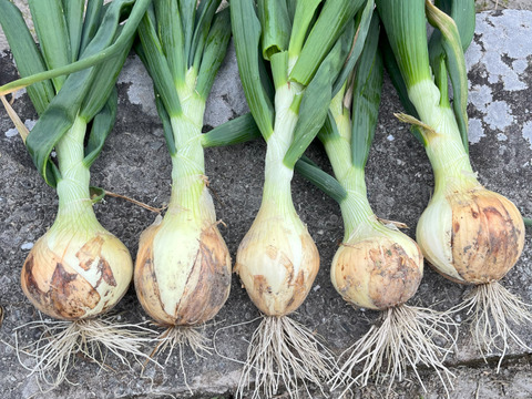 新玉ねぎ   9.5㎏