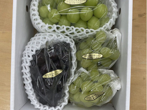 シャイン系3種詰合計1.7キロ　マスカットノワール、マスカサーティーン、シャイン