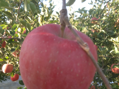 予約規格外早生ふじ5キロ