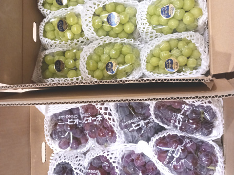 【残りわずか】岡山産シャインマスカット 5kg｜ファミリーで楽しめる皮ごと食べられる甘くてジューシーな大粒・種なしぶどう！