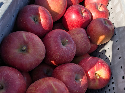 信州りんご🍎優品ギフト