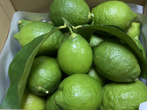 【栽培期間農薬不使用】大崎上島産レモン2kg