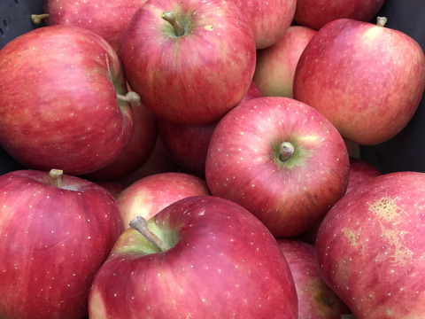 【数量限定】販売再開　葉とらず　千秋　4.5kg