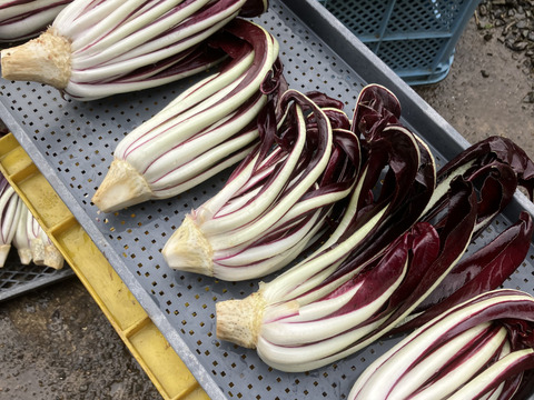 【数量限定】希少イタリア野菜 タルティーボ ４個セット（150ｇ×４）タルディーボ