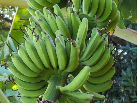 【自然栽培】【限定４名様】屋久然バナナ！　非常に甘いと人気です！