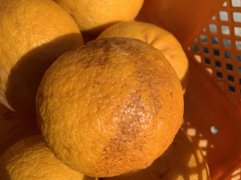 【訳あり】甘夏 約4キロ 訳あり甘夏 静岡沼津産甘夏 あまなつ 夏みかん 夏ミカン 果物 フルーツ 柑橘 果物 柑橘類 お土産 誕生日 母の日 父の日