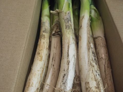 🚨霜に当たり甘さの増した【至福の極甘ネギ❗️❗️】✅🎁人気NO.1✅🎁M／L混合【4本増量❗ 】22本<3kg>❗3,000円→980円❗️❗️ ✨信州産✨【特別栽培】✨【無消毒栽培】