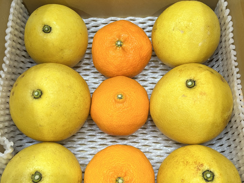 【期間限定】文旦✖️甘平=香り豊かなプリッと食感！・濃厚な甘味はじけるプチプチ食感！家庭用3kg