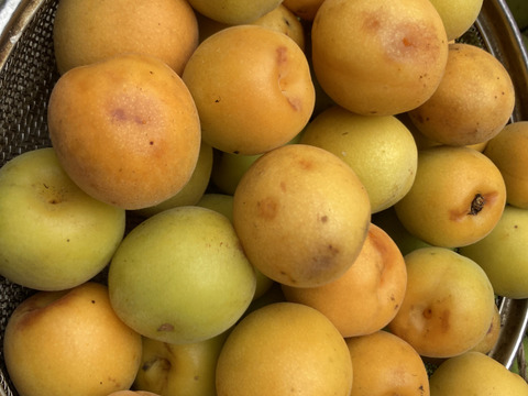 ⭐️収穫開始⭐️高知産🟡完熟梅1キロ🟡
めっちゃおすすめ品❗️大きいです‼️