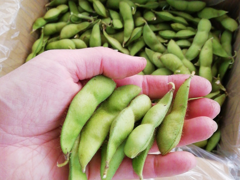 【朝どり直送】丹波黒豆の枝豆1.5kg(栽培期間中農薬不使用)クール便