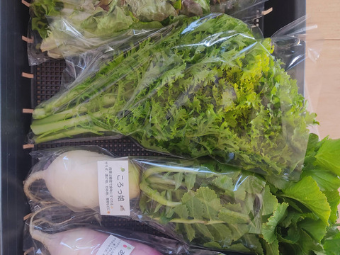 ✨朝どれサラダ野菜セット（ミニ大根2本+ミックスレタス200g+わさびリーフ200g）農薬・化成肥料不使用✨