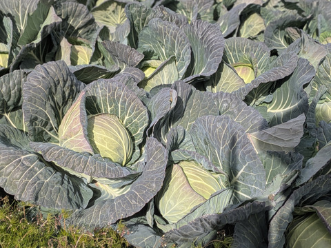 甘いキャベツとくみつ　寒玉２玉