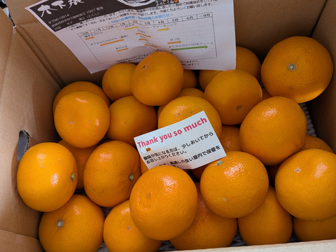 農園自慢のせとか『家庭用5キロ』